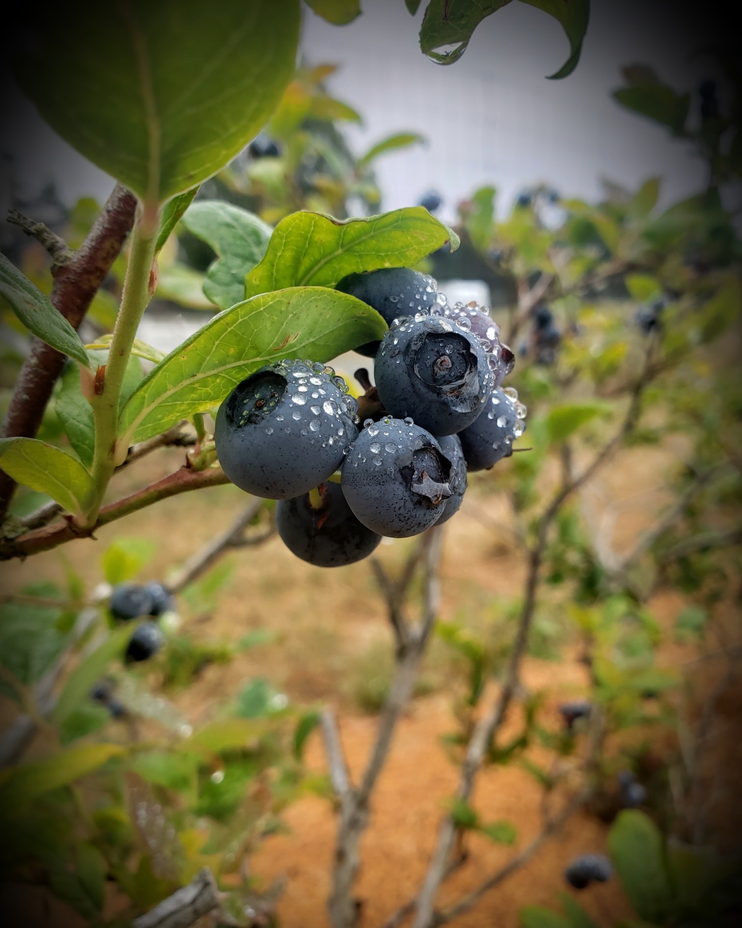 Blueberries-Valentine-Blueberries-Langlois-Oregon.jpg