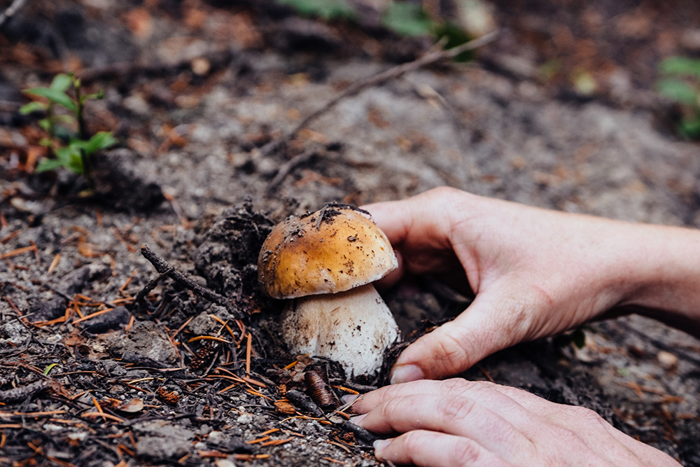 Person picking mushroom in the forest
