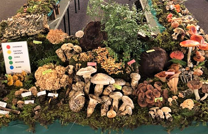 Varieties of mushrooms on a display table at the Wild Rivers Mushroom Festival in Brookings, Oregon