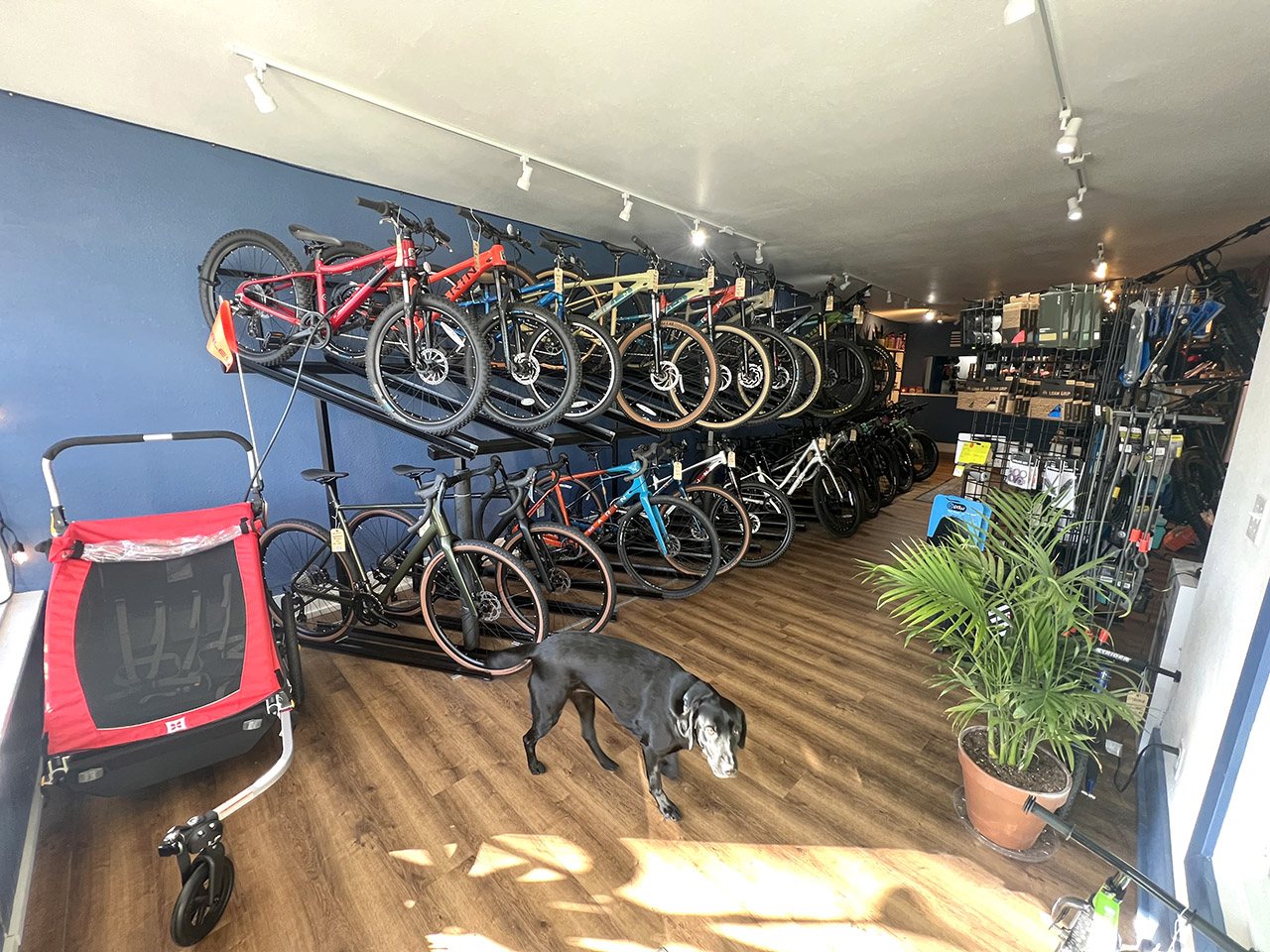 Interior of store at Blue Sky Bike Shop in Coos Bay, Oregon