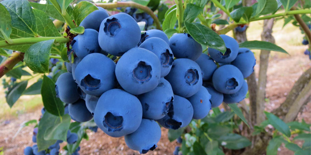 Blueberry Meadows