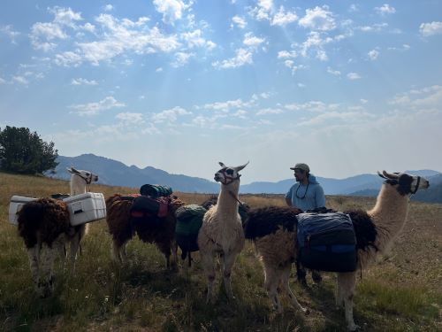 Wallowa Llamas