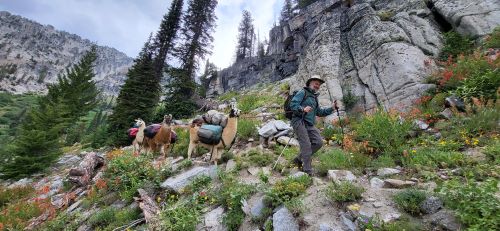 Wallowa Llamas