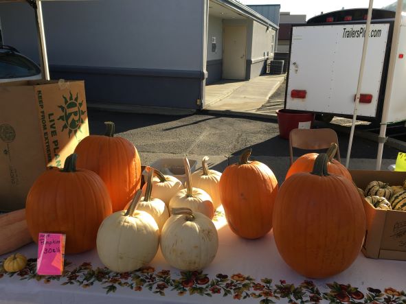 Harrison Ranch selling their beautiful pumpkins