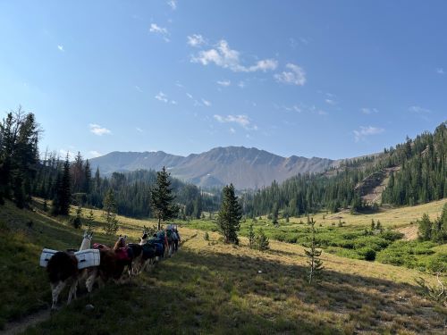 Wallowa Llamas