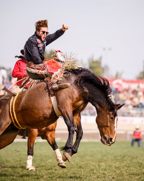 Bareback Bronc Rider at the Pendleton Round-Up, pc Nate Van Mol
