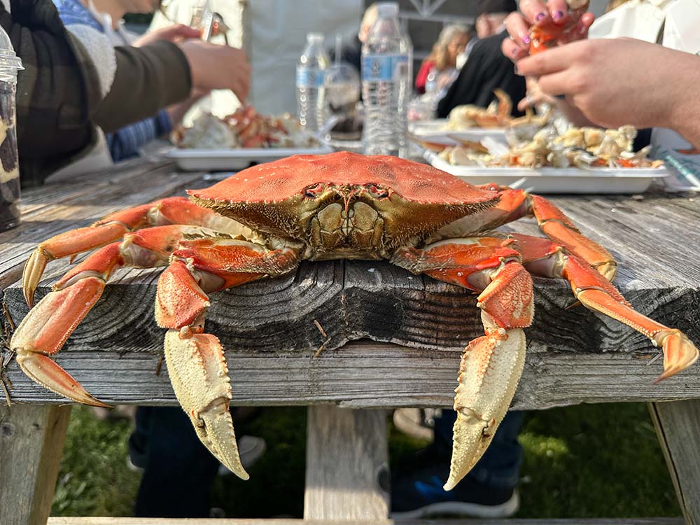 dungeness crab sitting on the edge of a picnic table with [eople eating in background
