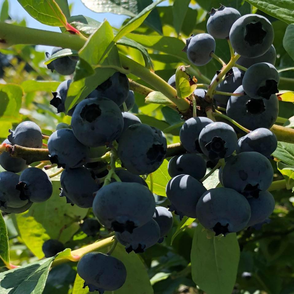blueberry farm.jpg
