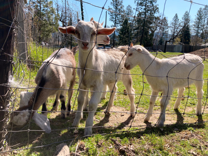 Four goats behind a wire fence