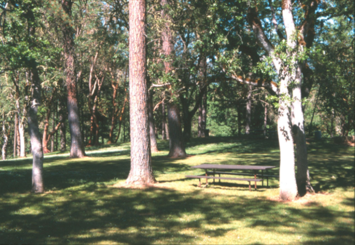 Tall trees with picnic table