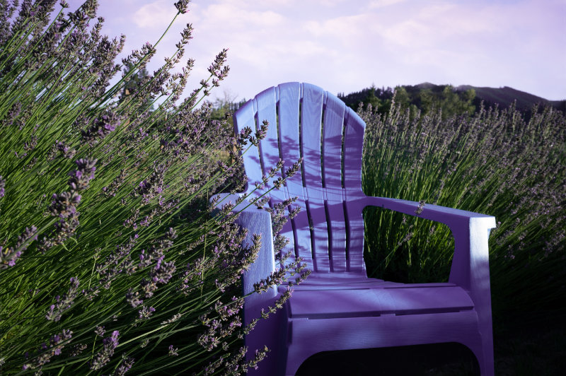 Garden chair surrounded by lavender