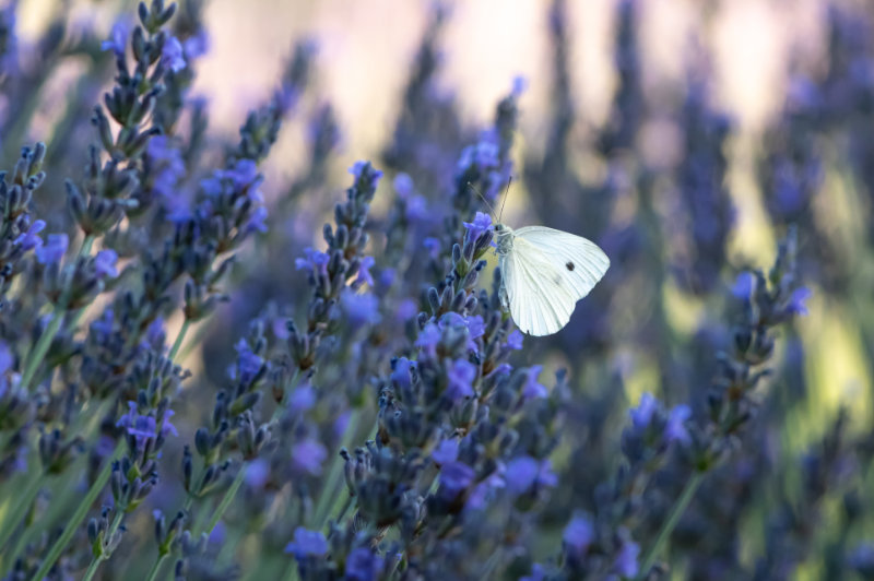 White Butterfly sitting on Lavender