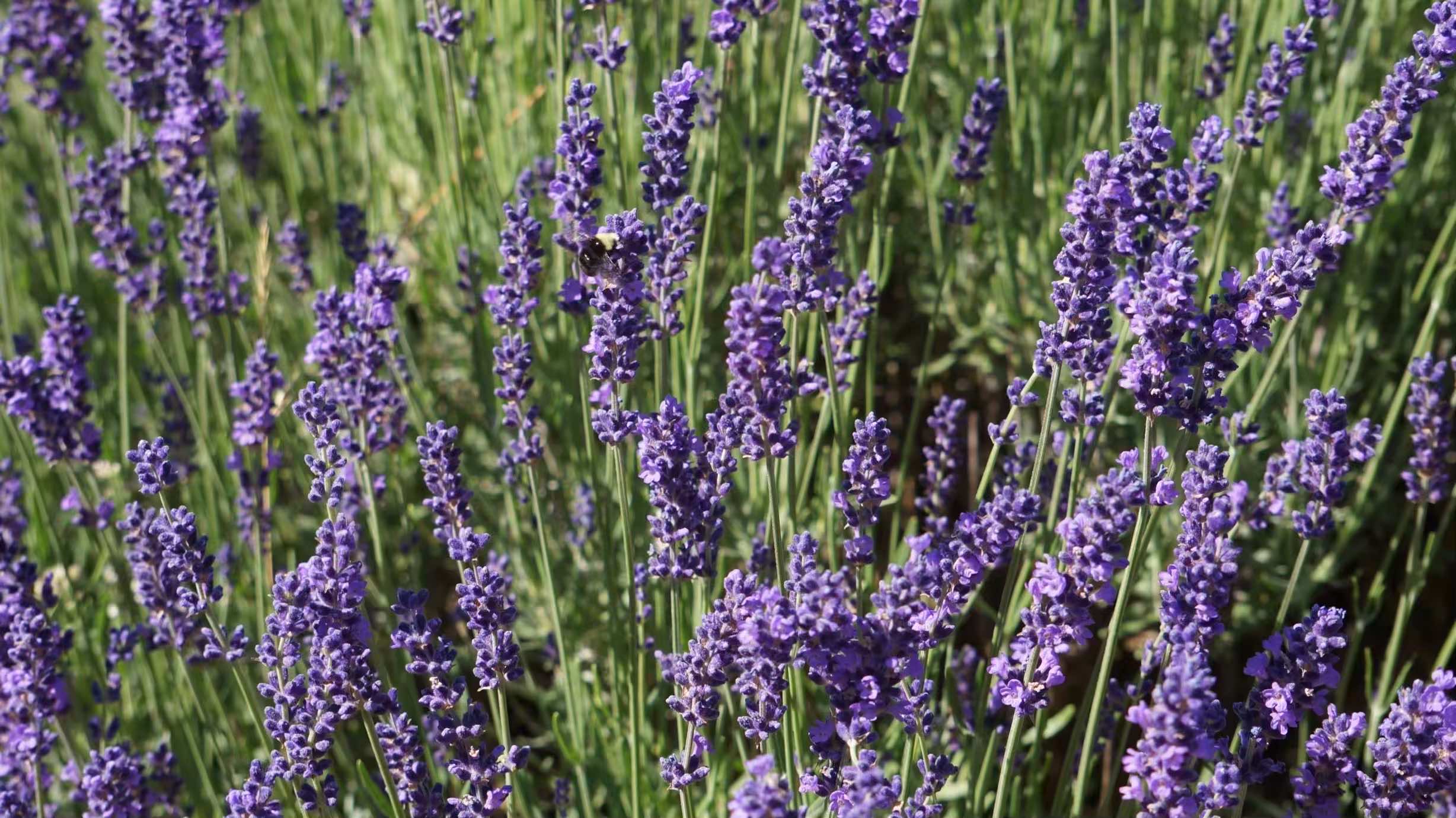 Lavender flowers against green background