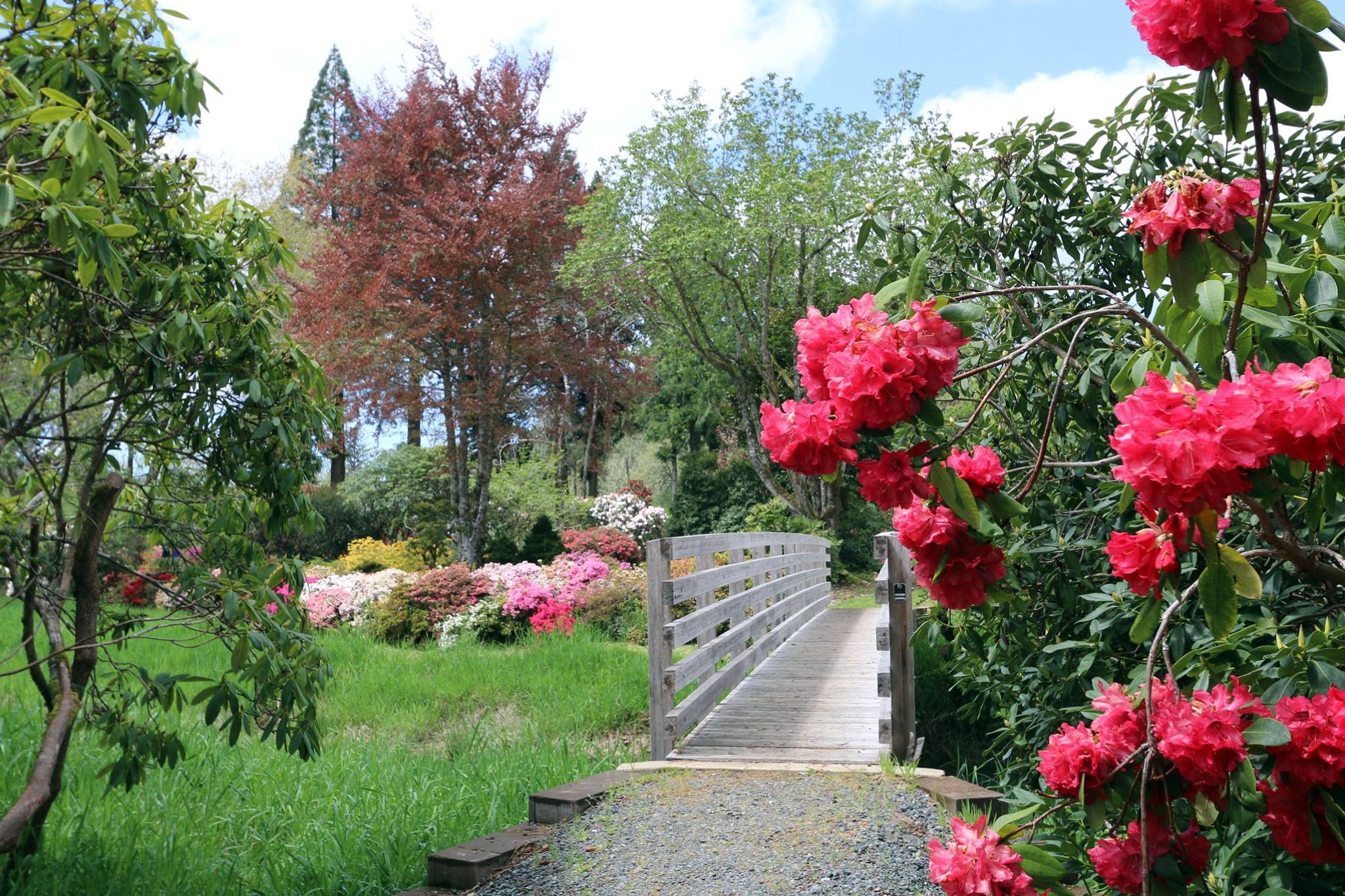 O.H. Hinsdale Rhododendron Garden - Oregon Coast Visitors Association