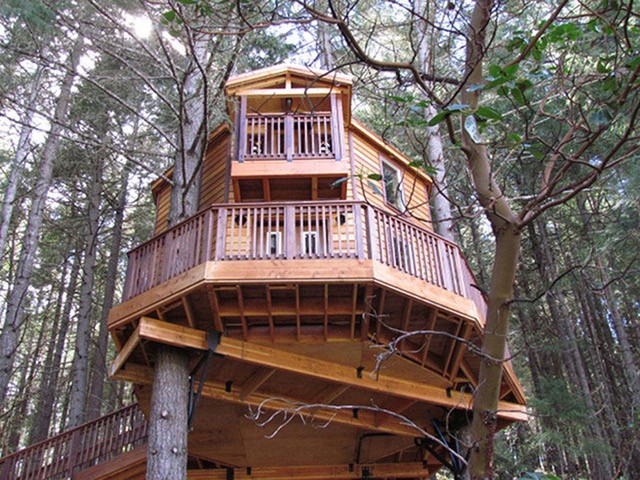 Sunshine through branches looking up at treehouse.