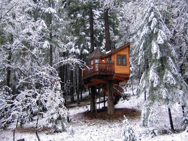 Treehouse surrounded by trees and snow