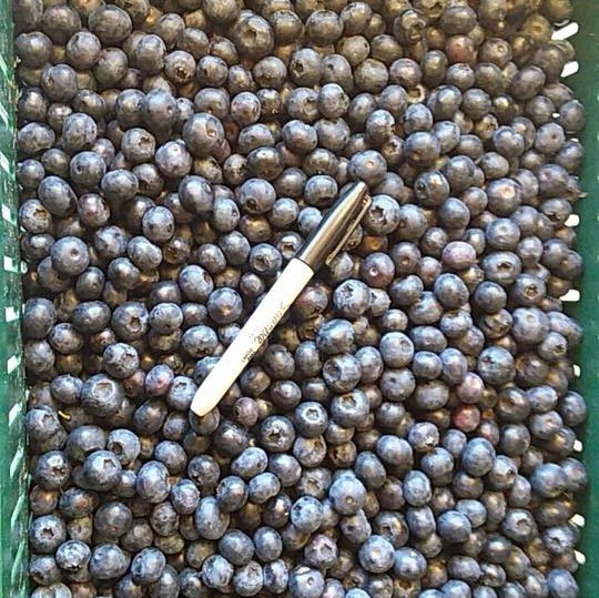 twin creek ranch blueberries_bin (2).jpg