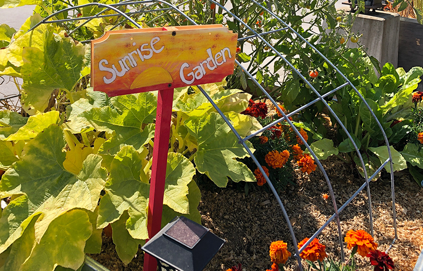 A garden bed with pumpkins and marigolds