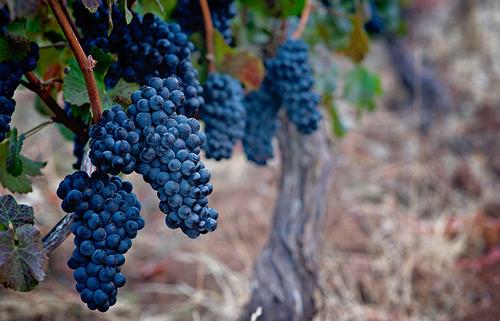 Grapes
