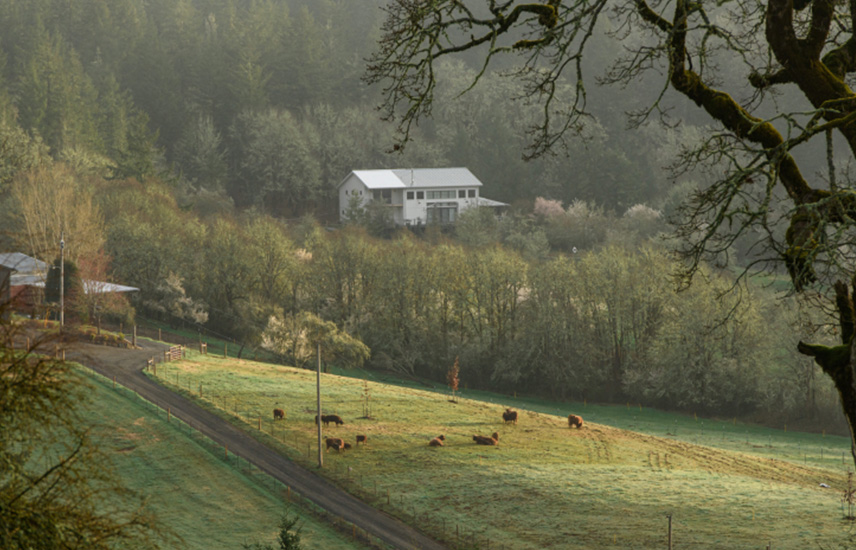 A big white house is nestled amongs trees in a valley with cows pasturing in the grass.