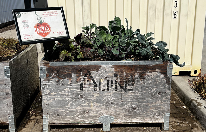 A garden box with kale growing in it.  The word Alpine is on the box.