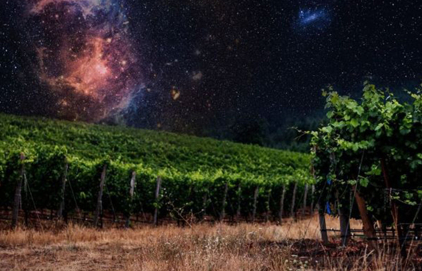 A night sky behind a vineyard