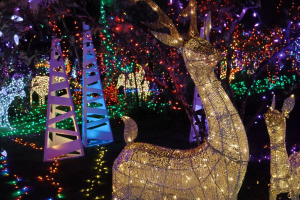 Faux deer lit with white lights, surrounded by colorful lights.