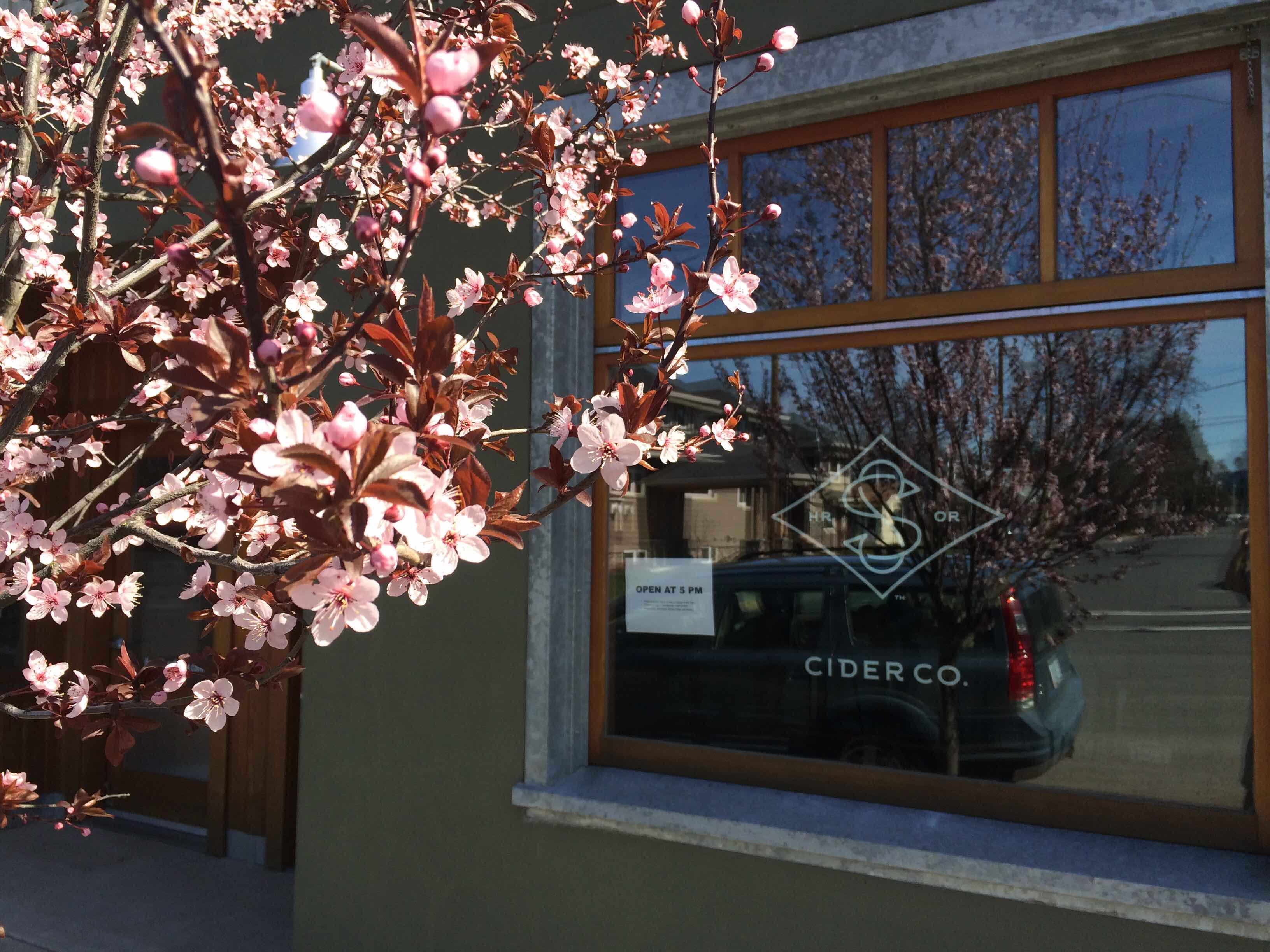 cherry tree with blossoms in front of shop window