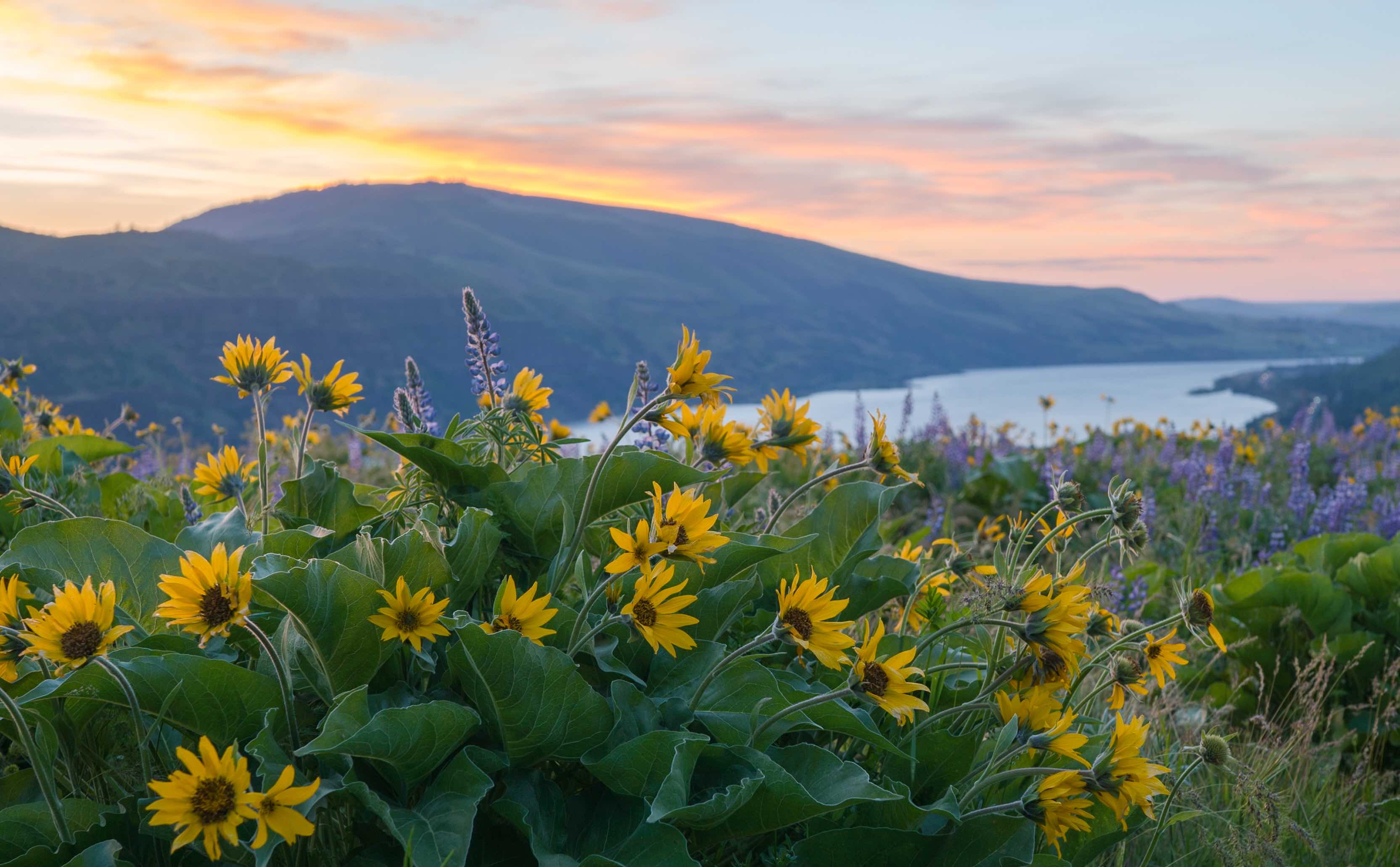 Sunset with Balsam Root look at the Gorge