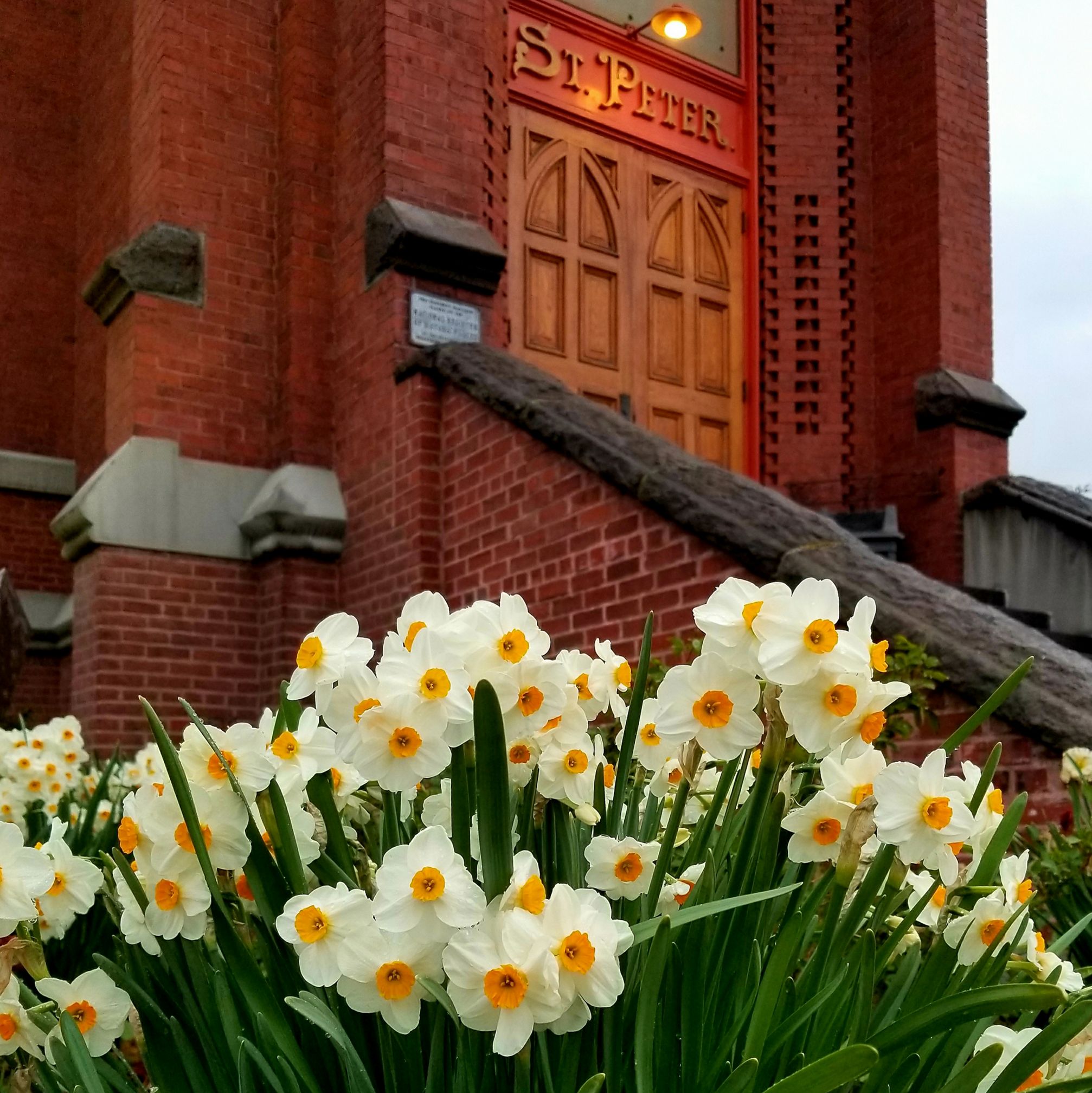 Daffodils in front of red brick church