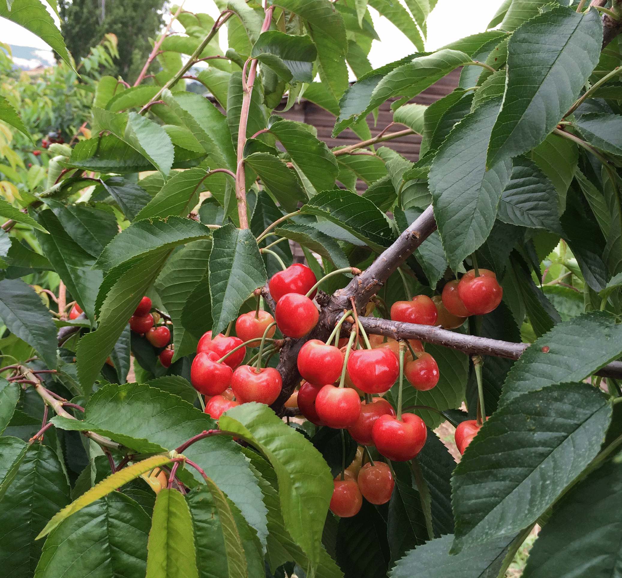 Clump of Cherries on a tree