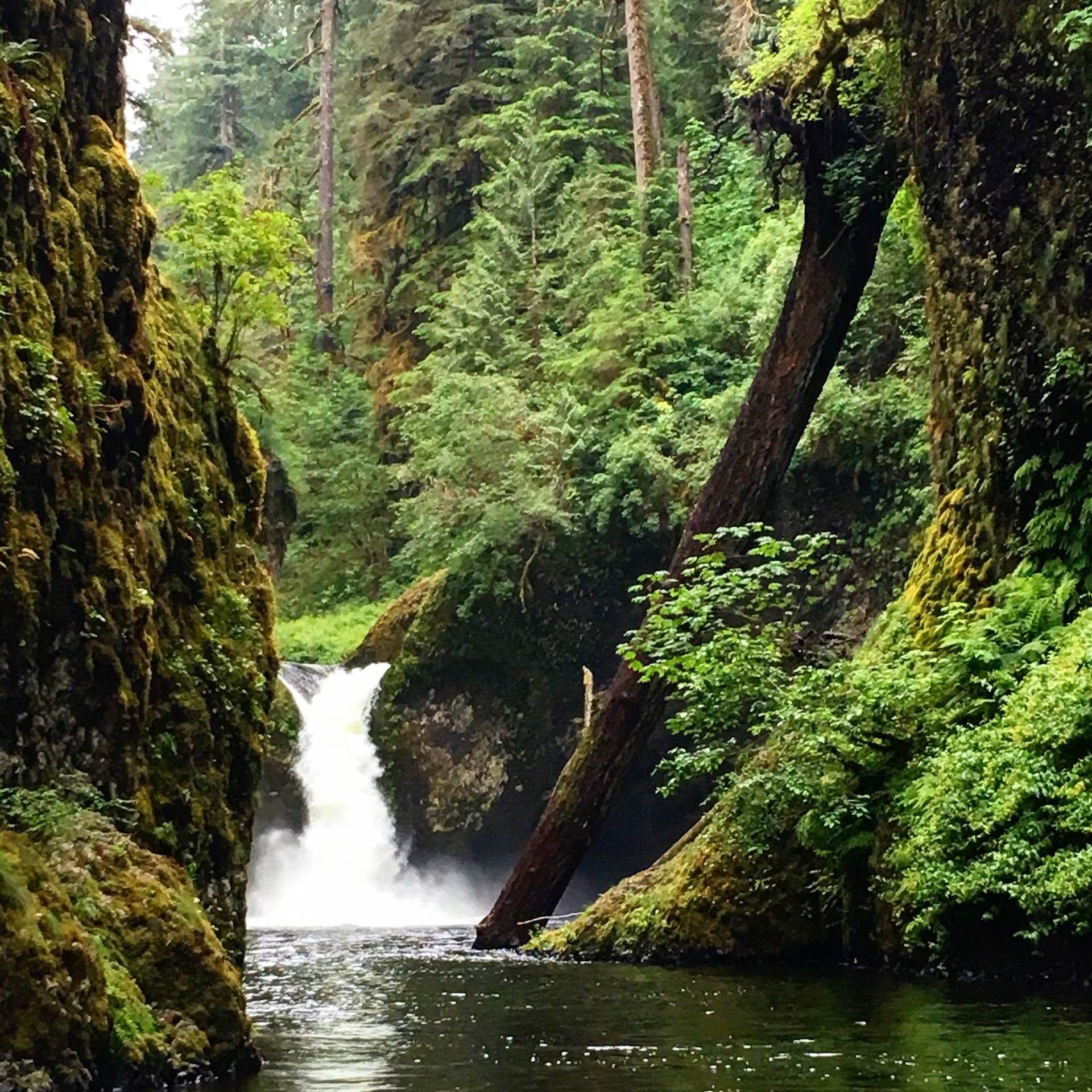 Punch Bowl Falls amidst all the greenery
