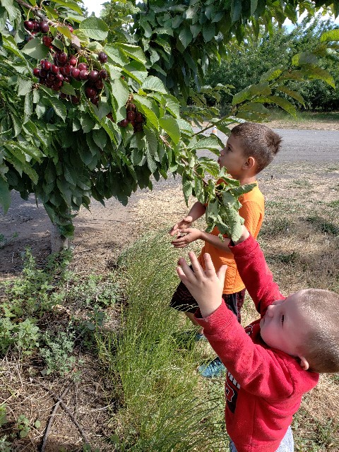 Two Small Children picking cherries