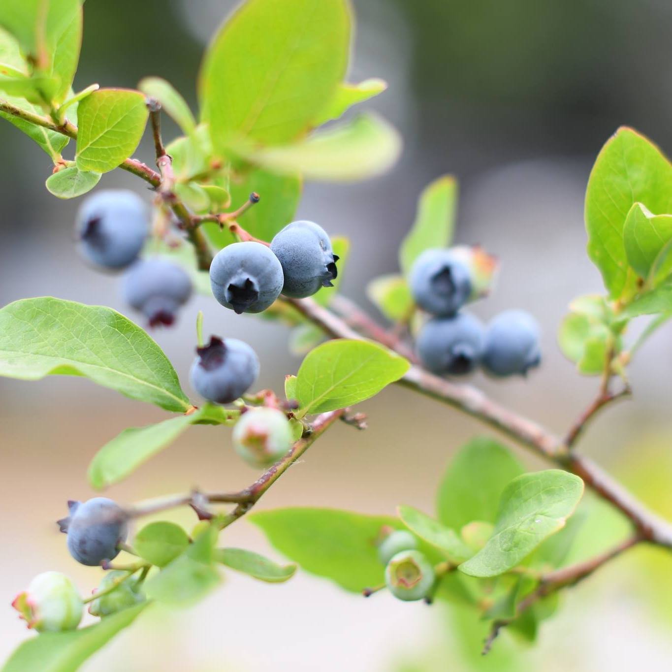 Corbett is known for its blueberry farms!