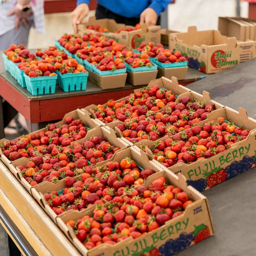 Fresh Hood strawberries in pallets