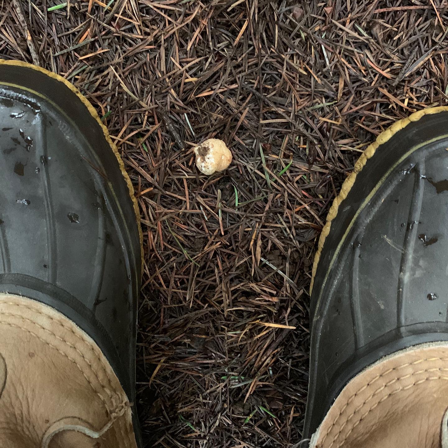 White Oregon Truffle between boots