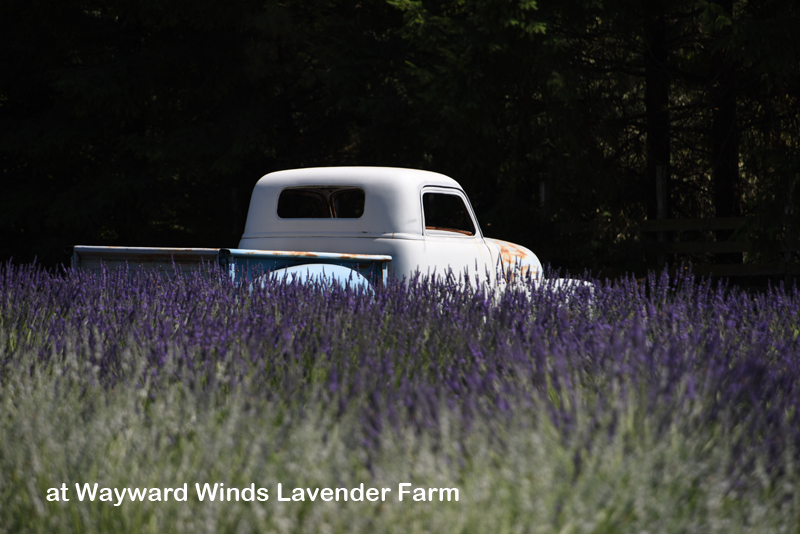 Truck in Lavender field