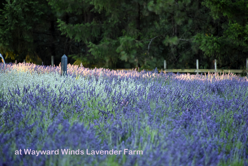 Lavender and fence posts