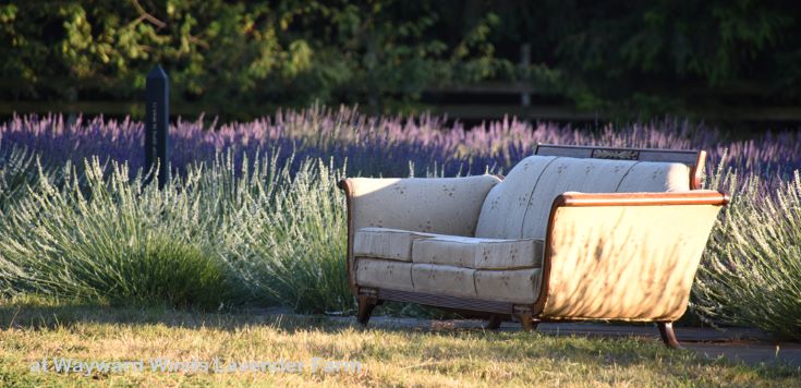 sofa in the lavender fields
