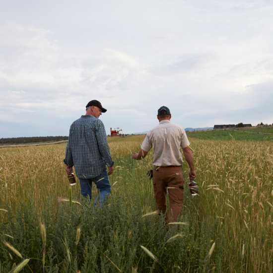 Two men in barley field