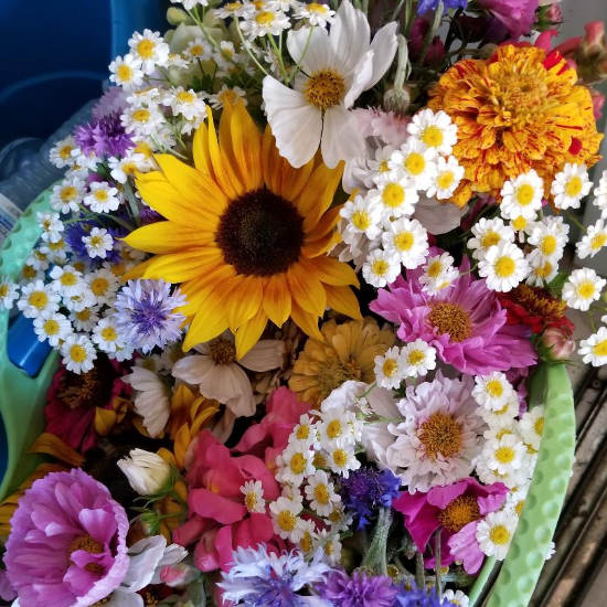 mixture of flowers including sunflower, daisies, corn flowers, and dogwoods