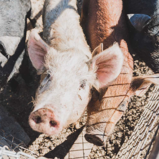 two pigs look up at camera from their pen