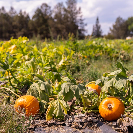 pumpkins on vine in a field