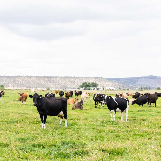 Windy Acres Dairy Farm - Travel Oregon