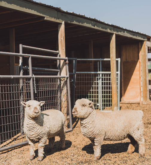 two baby doll sheep shown in front of pen
