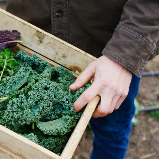 person's hands shown holding wooden crate of curly kale leaves