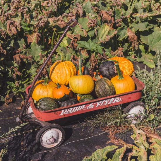 radio flyer wheel barrel with an assortment of green and yellow winter squash in a farm field