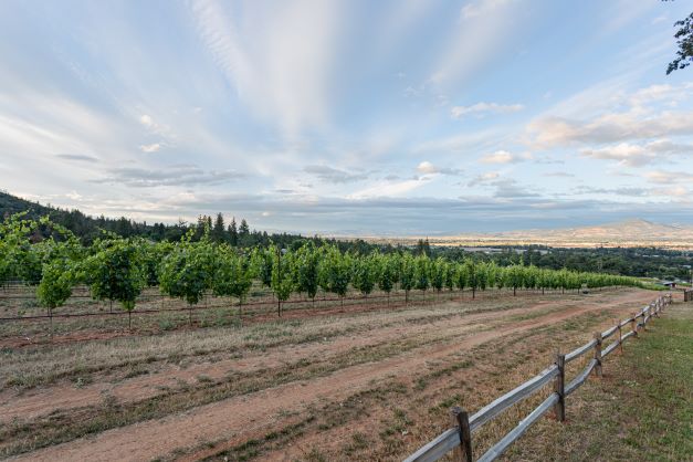 grounds of vineyard with sweeping clouds above