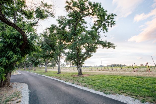 view of vineyard taken from road with a few trees