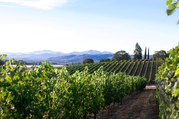 vineyard with hills in background